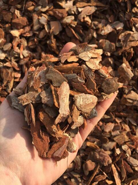 Corteccia di Pino per Orchidee Pine Bark